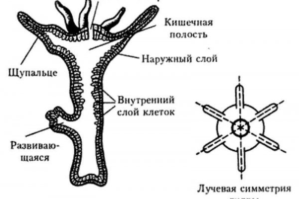 Кракен даркнет сайт ссылка