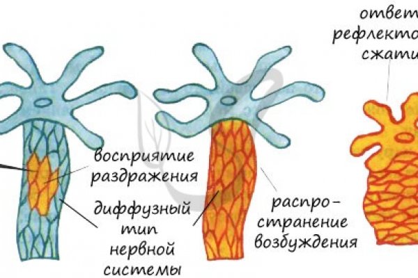 Http kraken